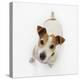 Jack Russell Terrier Looking up-Russell Glenister-Premier Image Canvas