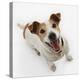 Jack Russell Terrier Panting-Russell Glenister-Premier Image Canvas