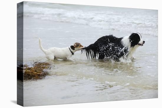 Jack Russell Terrier Pulling on Border Collies Tail-null-Premier Image Canvas