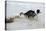 Jack Russell Terrier Pulling on Border Collies Tail-null-Premier Image Canvas