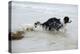 Jack Russell Terrier Pulling on Border Collies Tail-null-Premier Image Canvas