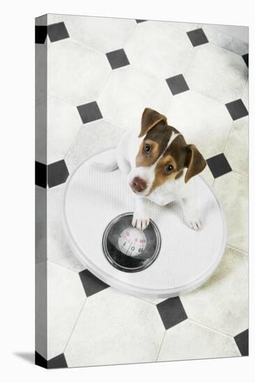 Jack Russell Terrier Puppy on Bathroom Scales-null-Premier Image Canvas