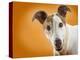 Jack Russell Terrier-Gaetano-Premier Image Canvas