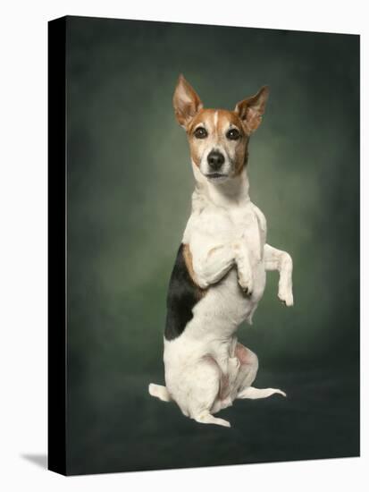 Jack Russell-Blueiris-Premier Image Canvas