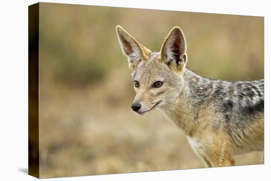 Jackal at Ngorongoro Conservation Area, Tanzania-null-Premier Image Canvas