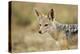 Jackal at Ngorongoro Conservation Area, Tanzania-null-Premier Image Canvas