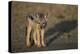 Jackal Pup-Paul Souders-Premier Image Canvas