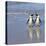 Jackass Penguin Pair-null-Premier Image Canvas