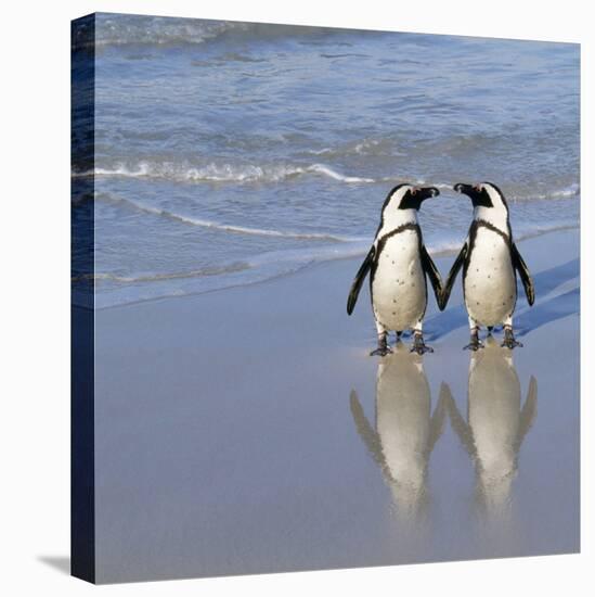 Jackass Penguin Pair-null-Premier Image Canvas