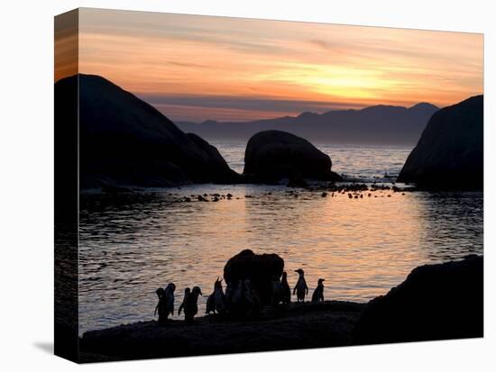 Jackass Penguins (African Penguins) (Speniscus Demersus), Boulder's Beach, Cape Town, South Africa-Thorsten Milse-Premier Image Canvas