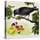 Jackdaw-Clive Uptton-Premier Image Canvas