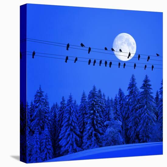 Jackdaws on Power Supply Line, Full Moon Evening, Winter Wood (M)-Ludwig Mallaun-Premier Image Canvas