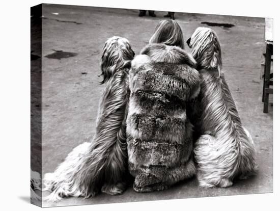 Jackie Faith and Her Afghan Hounds, March 1968-null-Premier Image Canvas