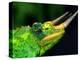 Jackson's Chameleon, Native to Eastern Africa-David Northcott-Premier Image Canvas