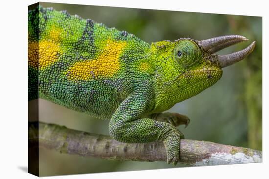 Jackson's three-horned chameleon, Bwindi Impenetrable National Park, Uganda-Art Wolfe-Premier Image Canvas