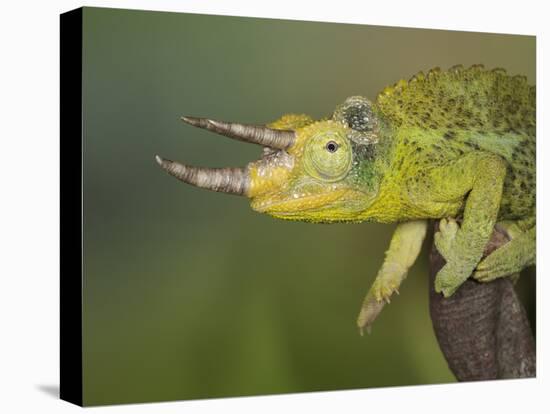 Jackson's Three-horned Chameleon-Maresa Pryor-Premier Image Canvas