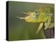 Jackson's Three-horned Chameleon-Maresa Pryor-Premier Image Canvas