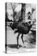 Jacksonville, Florida - Ostrich Farm Scene-Lantern Press-Stretched Canvas