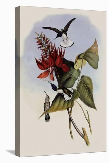 Jacobin, Florisuga Mellivora-John Gould-Premier Image Canvas