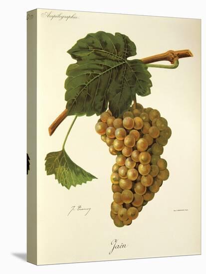 Jaen Grape-J. Troncy-Premier Image Canvas