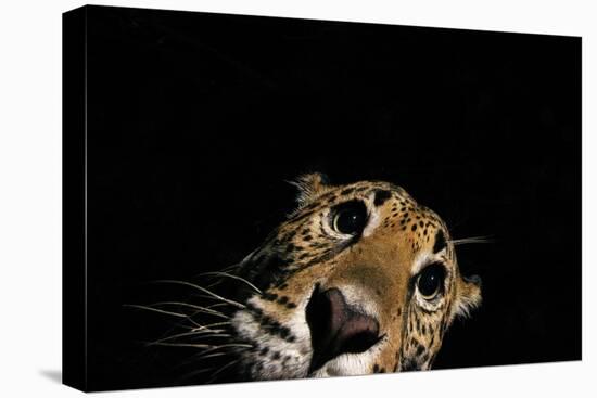 Jaguar at night, portrait, La Papalota, Mexico-Alejandro Prieto-Premier Image Canvas