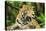 Jaguar, Belize City, Belize, Central America-Stuart Westmorland-Premier Image Canvas