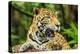 Jaguar, Belize City, Belize, Central America-Stuart Westmorland-Premier Image Canvas