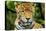 Jaguar, Belize City, Belize-Stuart Westmorland-Premier Image Canvas