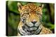 Jaguar, Belize City, Belize-Stuart Westmorland-Premier Image Canvas