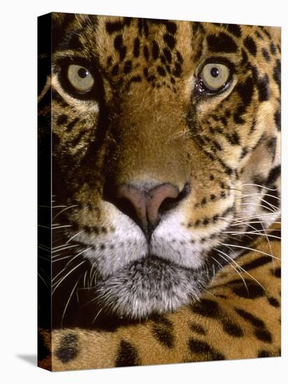 Jaguar Face (Panthera Onca), Amazon Basin, Peru-Andres Morya Hinojosa-Premier Image Canvas