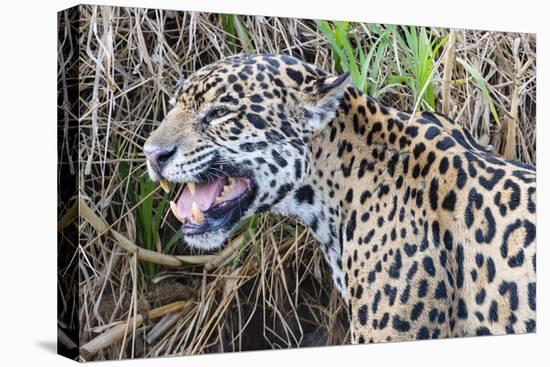 Jaguar female, smelling scent marking of male. Cuiaba River, Pantanal, Brazil-Jeff Foott-Premier Image Canvas