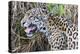 Jaguar female, smelling scent marking of male. Cuiaba River, Pantanal, Brazil-Jeff Foott-Premier Image Canvas
