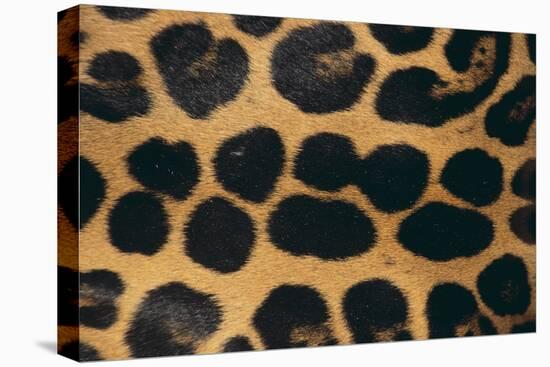 Jaguar Fur-DLILLC-Premier Image Canvas