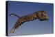 Jaguar Jumping through Sky-DLILLC-Premier Image Canvas