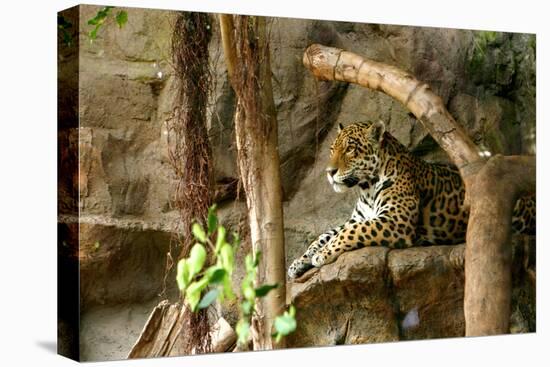 Jaguar, Loro Parque, Tenerife, Canary Islands, 2007-Peter Thompson-Premier Image Canvas