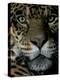 Jaguar, Madre de Dios, Peru-Andres Morya-Premier Image Canvas