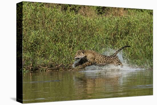 Jaguar male, chasing a Caiman. Cuiaba River, Pantanal, Brazil-Jeff Foott-Premier Image Canvas