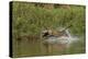 Jaguar male, chasing a Caiman. Cuiaba River, Pantanal, Brazil-Jeff Foott-Premier Image Canvas