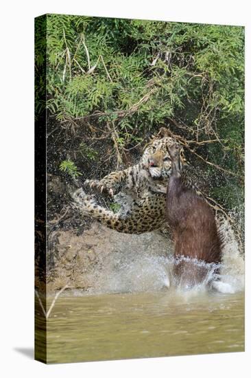 Jaguar male, hunting Capybara. Cuiaba River, Pantanal, Brazil-Jeff Foott-Premier Image Canvas