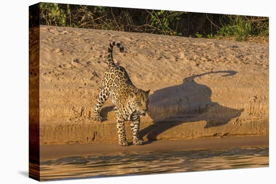 Jaguar on river bank, Cuiaba River, Pantanal Matogrossense National Park, Pantanal, Brazil-Jeff Foott-Premier Image Canvas