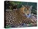 Jaguar (Panthera Onca), Central America Jaguar (Panthera Onca) Linnaeus, Costa Rica-Andres Morya Hinojosa-Premier Image Canvas