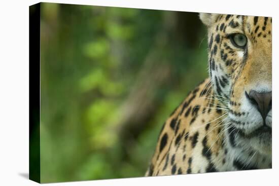 Jaguar (Panthera Onca) Close-Up Head Portrait, Captive-Edwin Giesbers-Premier Image Canvas