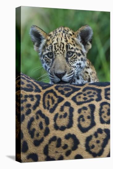 Jaguar (Panthera Onca) Cub Looking Over Its Mother'S Back-Edwin Giesbers-Premier Image Canvas