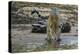 Jaguar (Panthera onca) male drinking, Cuiaba River, Pantanal, Brazil-Jeff Foott-Premier Image Canvas