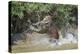 Jaguar (Panthera onca) male, hunting Capybara, Cuiaba River, Pantanal, Brazil-Jeff Foott-Premier Image Canvas