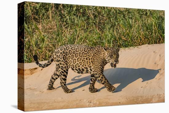 Jaguar (Panthera onca) male on riverbank, Cuiaba River, Pantanal, Brazil-Jeff Foott-Premier Image Canvas