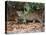 Jaguar (Panthera onca), Pantanal Wetlands, Brazil-null-Premier Image Canvas