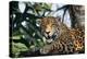 Jaguar Side View, Sitting in a Tree, Close Up-null-Premier Image Canvas