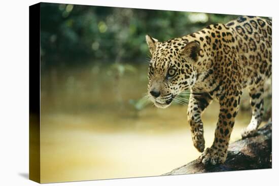Jaguar Sub-Adult Male Crossing River on Log-null-Premier Image Canvas