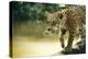 Jaguar Sub-Adult Male Crossing River on Log-null-Premier Image Canvas